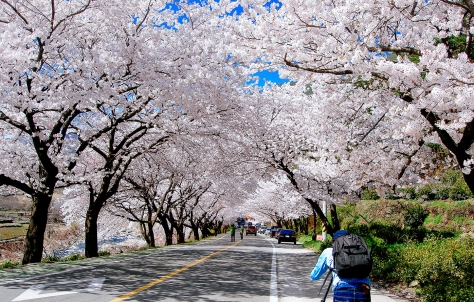 Korea Cherry Blossom in Spring
